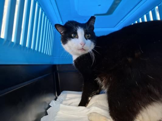 Pomurski muc Piki se je po dveh letih znova vrnil domov