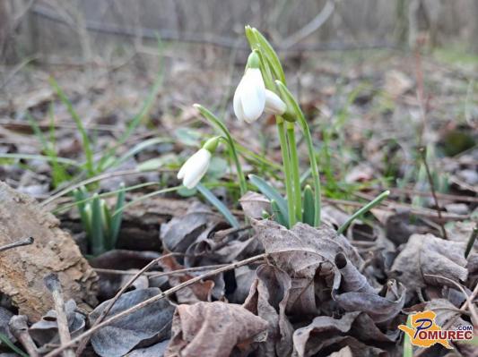 Jutra še pod ničlo, a popoldnevi že dišijo po pomladi