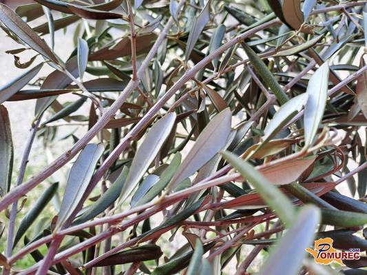 Na cvetno nedeljo z butarami v veliki teden