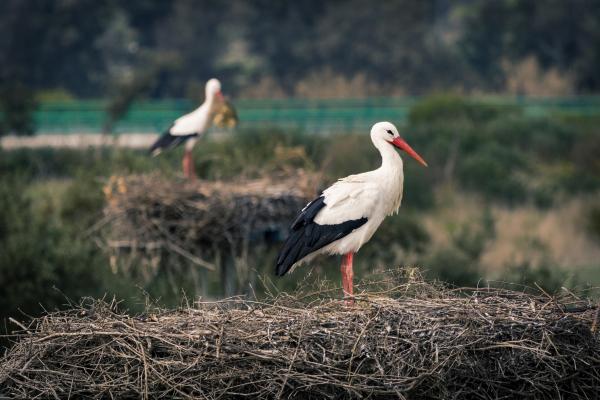 Žalostni prizori v Pomurju: Mlade štorklje zaradi suše in pomanjkanja hrane vse pogosteje potrebujejo pomoč