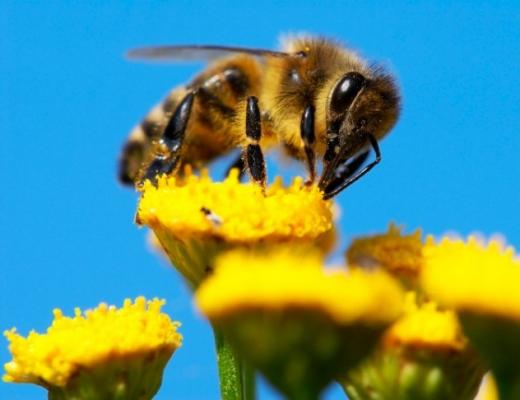 TOP 10 zanimivih dejstev o čebelah