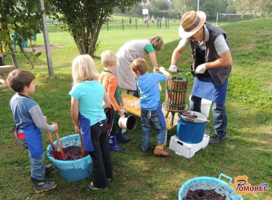 FOTO: Prleška trgatev v vrtcu Stročja vas