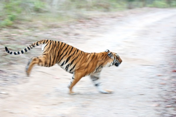 Mlada popotnika o Indiji, pticah in še marsičem