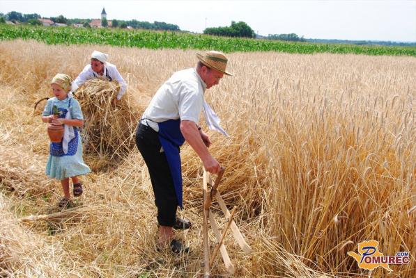 FOTO: V Turnišču prikaz starega običaja žetve in mlatenje žita