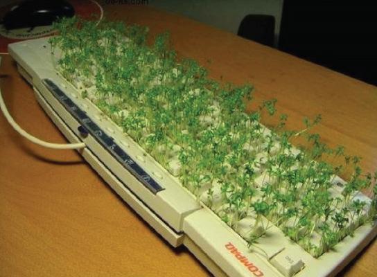 FOTO: Iz starega računalnika so naredili nekaj cvetočega, zelenega in rastočega