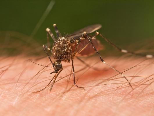 Zakaj komarji napadajo le določene osebe?