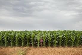 Mujo, Haso in nabiranje koruze