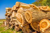 V Rakičanu ukradli les, na območju Gornje Radgone obravnavali goljufijo pri nakupu drv