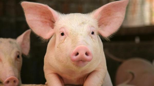 Družba Ljutomerčan je na svinjski farmi na Cvenu obnovila hlev