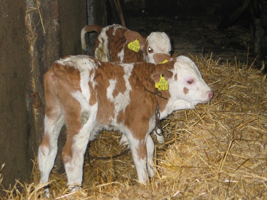 V Puževcih krava Šelca skotila telička dvojčka