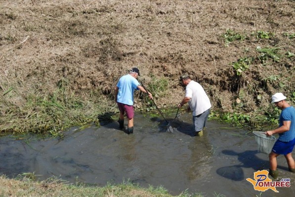 V Ledavi zaradi suše umirajo ribe