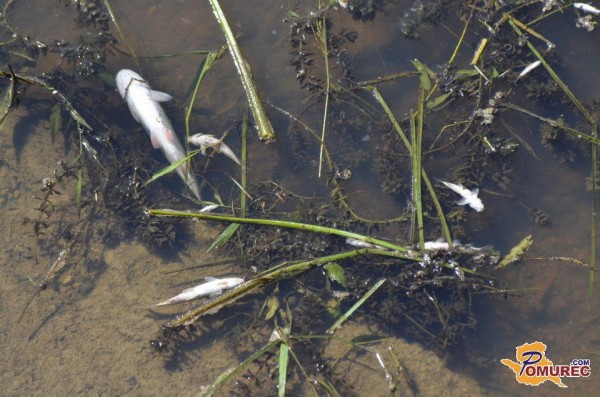 FOTO: V presahnjeni Ledavi pri Fazaneriji poginule ribe