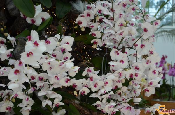 Velikonočne okrasitve z orhidejami iz Dobrovnika v Vatikanu ne bo