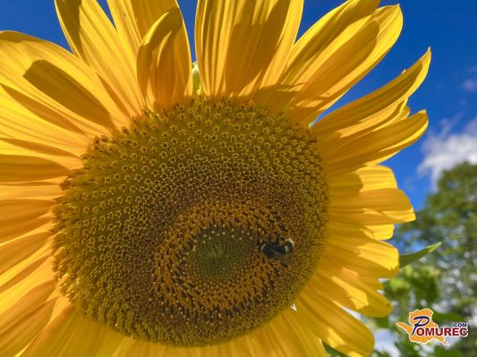 FOTO: Cvetoča pomurska polja sončnic