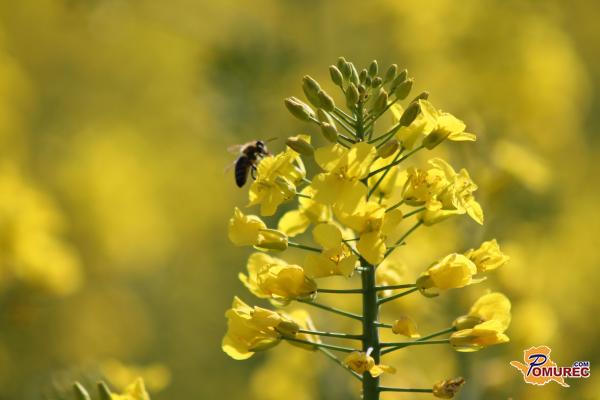 Zaradi napačne uporabe škropiva umrlo milijon čebel