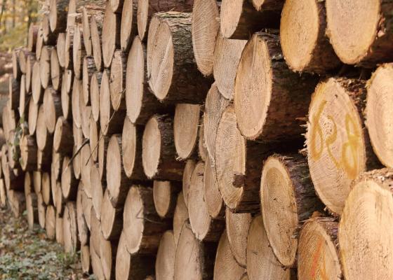 Vrednost odkupa okroglega lesa precej nižja kot pred letom dni