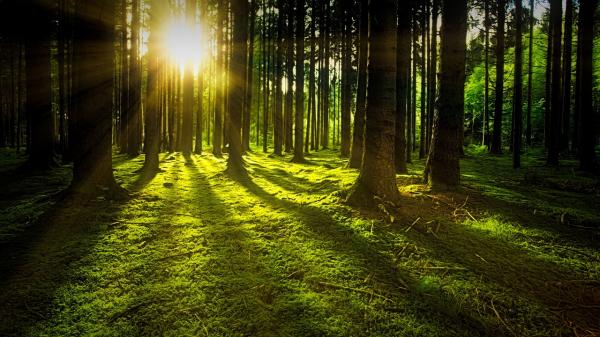 S trajnostno rabo lesa prispevamo k bolj zeleni prihodnosti