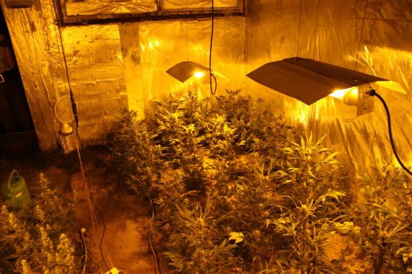 Policisti na območju UE Lendava odkrili in zasedli 202 sadik konoplje