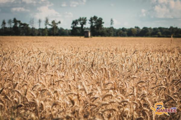 Z ozimnimi žiti posejana površina njiv nekoliko večja
