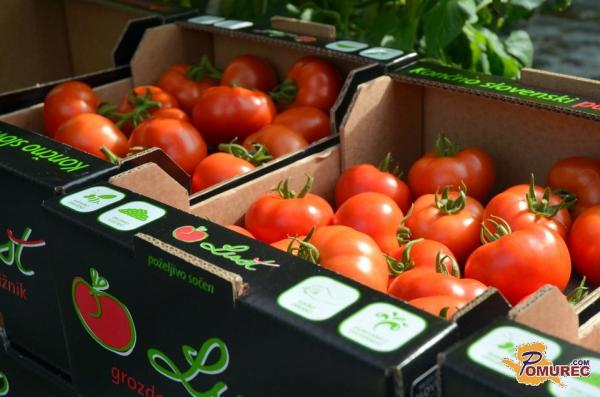 Paradižnik iz Prekmurja ponovno na voljo tudi pozimi