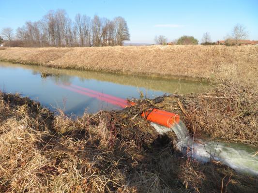 Z bobrobranom nad poplavami za bobrovimi jezovi