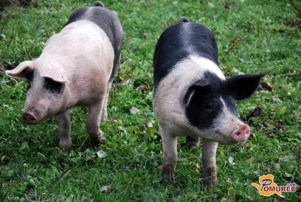 Redimo čedalje manj prašičev