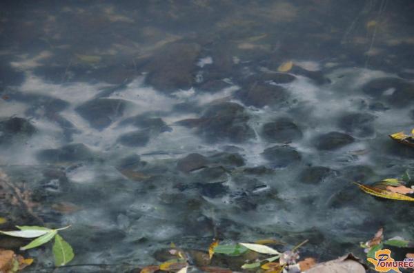 49-letnik padel v potok in se utopil