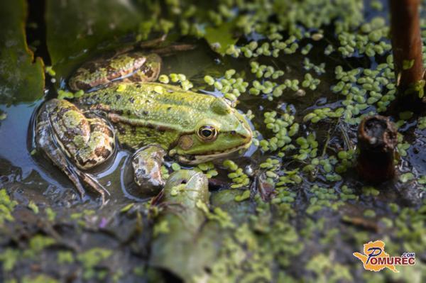Med letošnjo akcijo na varno prenesli že več kot 10.000 dvoživk