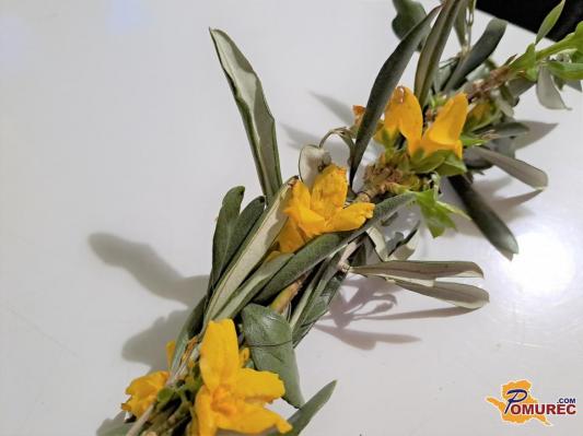 V katoliških cerkvah danes procesije z zelenjem