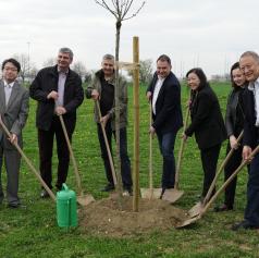 FOTO: V drevoredu japonskih češenj zasadili dodatno drevo