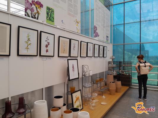 FOTO: V tropskem vrtu Ocean Orchids razstavlja Jelka Jantol