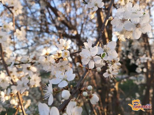 Bodo padali temperaturni rekordi?