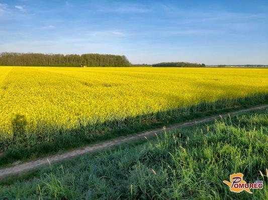 FOTO: Rumena polja oljne ogrščice osvetljujejo pomursko pokrajino