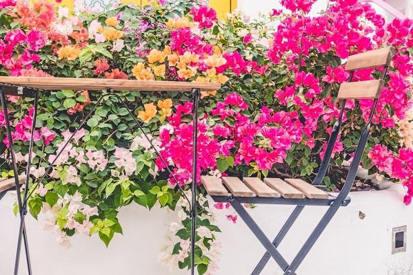 Balkonsko cvetje: Nasveti strokovnjakov za negovanje in vzdrževanje