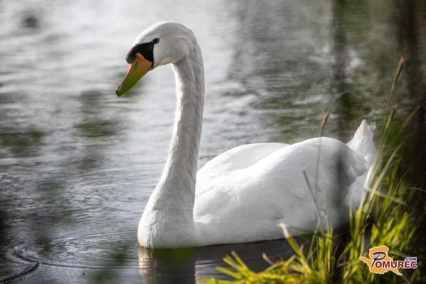 V Prekmurju potrdili primer ptičje gripe 