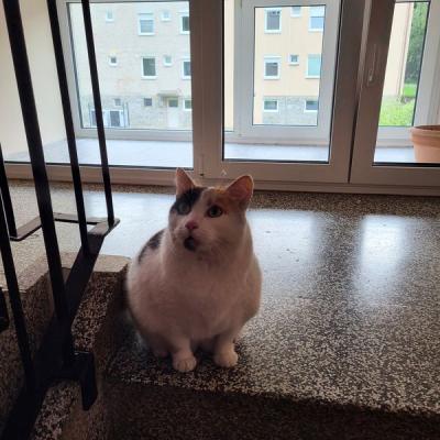 Muca Lili išče nov dom