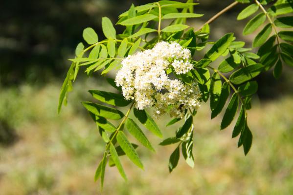 Bezeg: Naravna zakladnica okusov in zdravja