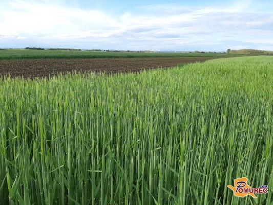 Kakšno vreme se nam obeta?