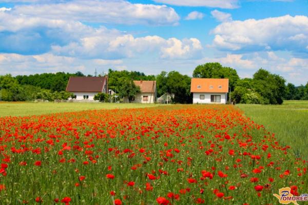 Kaj prinaša meteorološko poletje?