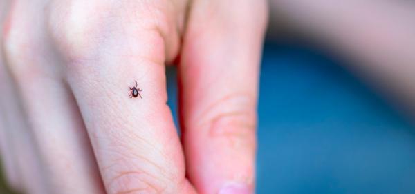 Kako se zaščiti pred klopi?