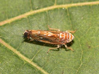 Nujno je znižanje populacije prenašalca ameriškega škržatka