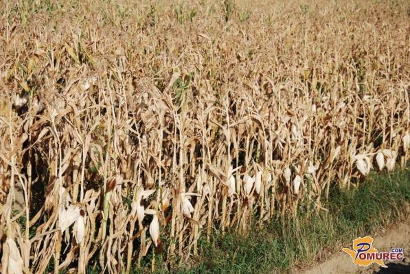 Danes obeležujemo svetovni dan boja proti suši in širjenju puščav