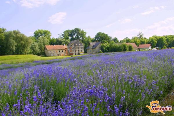 Sivka: Dišeča zakladnica zdravja in lepote