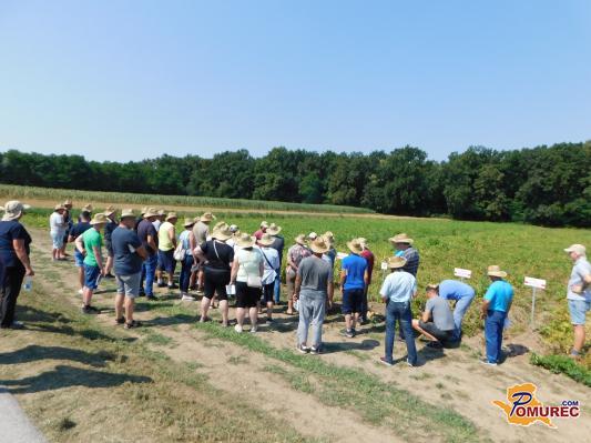 FOTO: Pridelovanje krompirja: Od njive do krožnika