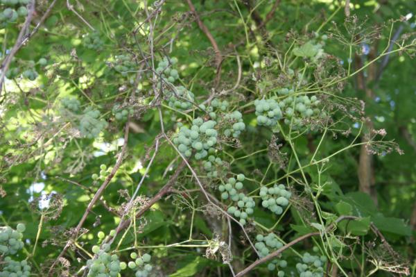 V Sloveniji prvič zasledili tega nevarnega škodljivca