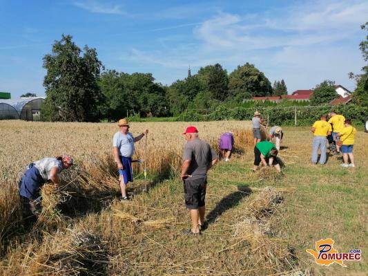 FOTO in VIDEO: V Puconcih Žetev in mlatitev po indašnjo 