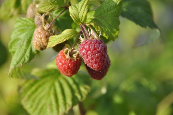 Maline: Okusna in zdrava poslastica