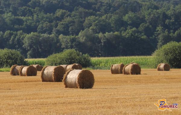FOTO: Pomurska polja krasijo bale sena