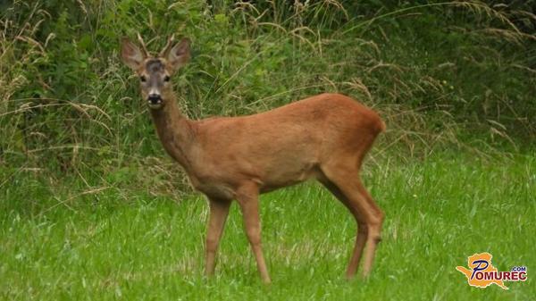 Lovci v teh vročih dneh skrbijo za divje živali