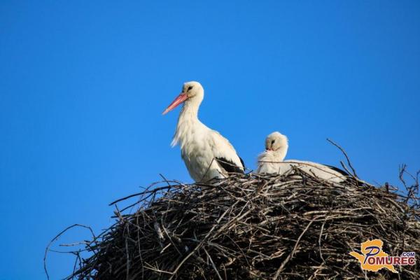 Štorklje se po toplem poletju vračajo v južne kraje